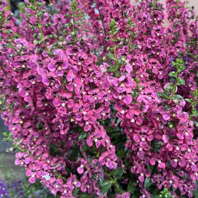 Angelonia angustifolia Guardian Angel&trade; Berry Sparkler