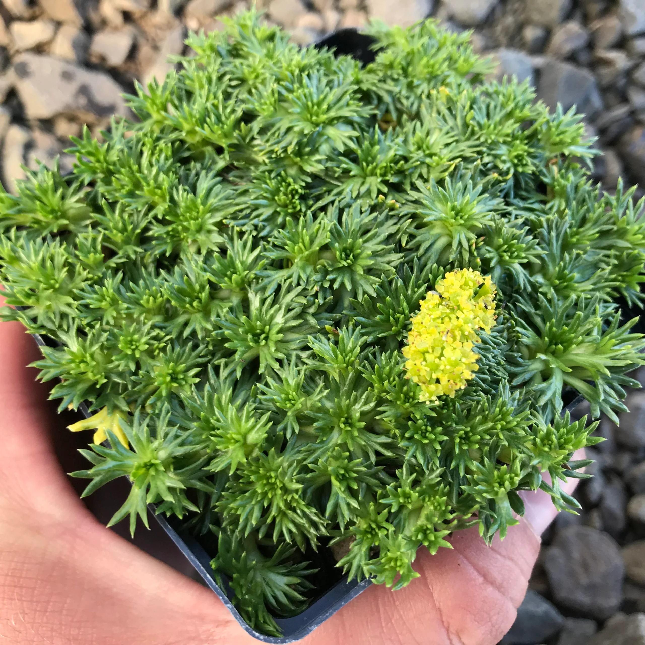 Azorella trifurcata Nana