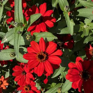 Zinnia Profusion Red