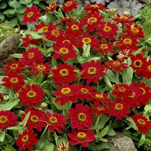 Zinnia Profusion Cherry
