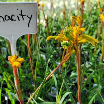 Anigozanthos Bush Gems&reg; Bush Tenacity