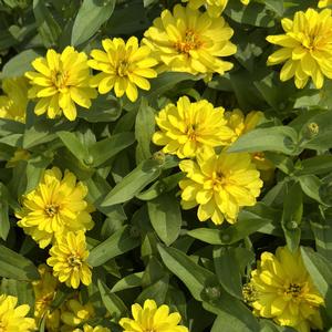 Zinnia Profusion Double Yellow