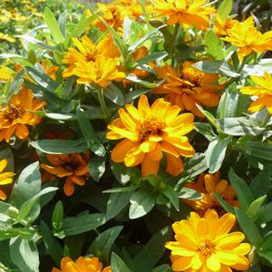 Zinnia Profusion Double Golden