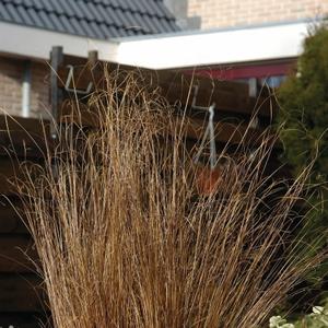 Carex buchananii ColorGrass&reg; Red Rooster
