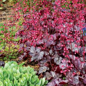 Heuchera Glitter