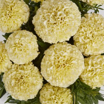 Tagetes erecta Lanna Lace