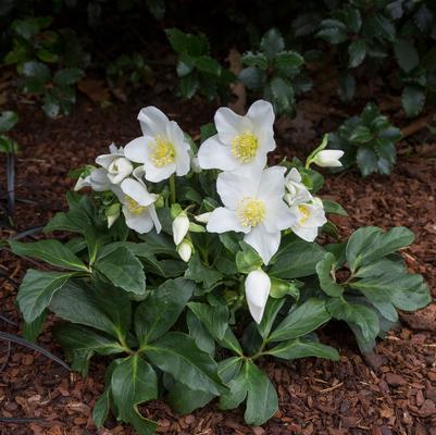 Helleborus HGC&reg; Joel