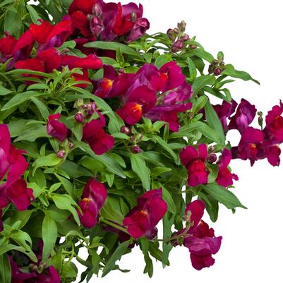 Antirrhinum majus nanum pendula Candy Showers Deep Purple