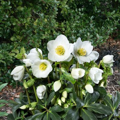 Helleborus HGC&reg; Jasper