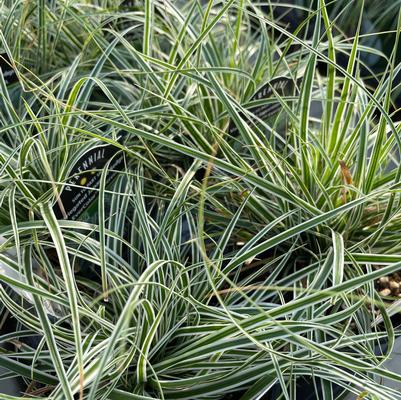 Carex Evercolor Everest