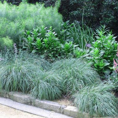 Carex flacca 
