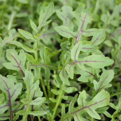 Arugula Dragon's Fire