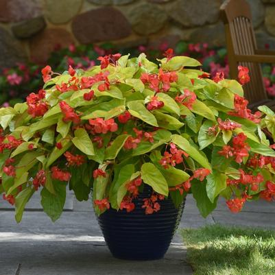 Begonia Canary Wings