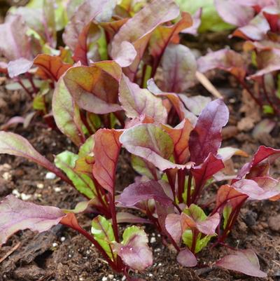 Beta vulgaris Bull's Blood