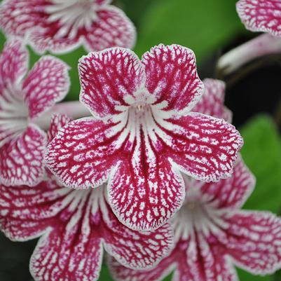 Streptocarpus Ladyslippers Cherry Ice