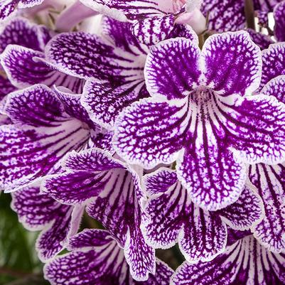Streptocarpus Ladyslippers Grape Ice