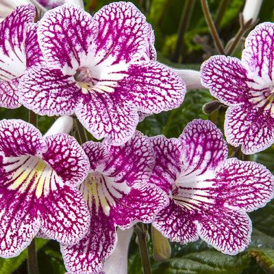 Streptocarpus Ladyslippers Strawberry Ice