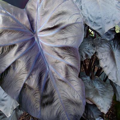 Colocasia esculenta Royal Hawaiian® Black Coral