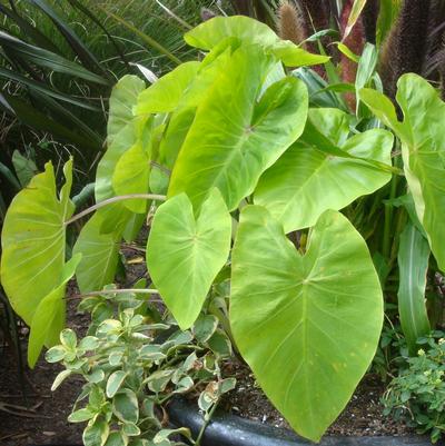 Colocasia esculenta Royal Hawaiian® Maui Gold