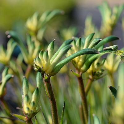 Anigozanthos Celebrations® Aussie Spirit