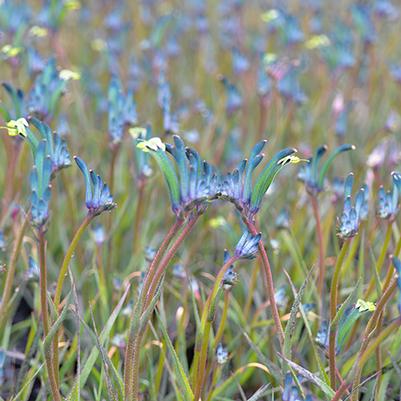 Anigozanthos Celebrations® Masquerade