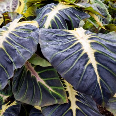 Colocasia Royal Hawaiian® Hawaii Calls