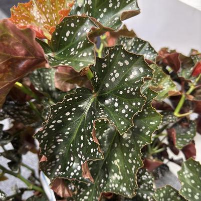 Begonia Cracklin Rosie