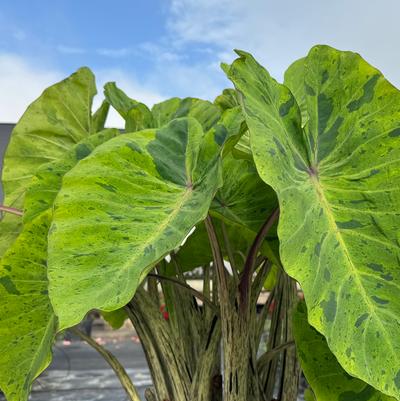 Colocasia Royal Hawaiian® Mai Tai