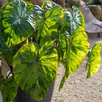 Colocasia Royal Hawaiian® Tropical Paradise