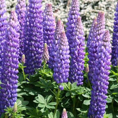 Lupinus polyphyllus Westcountry&trade; Persian Slipper