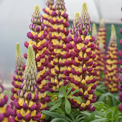 Lupinus polyphyllus Westcountry&trade; Manhattan Lights