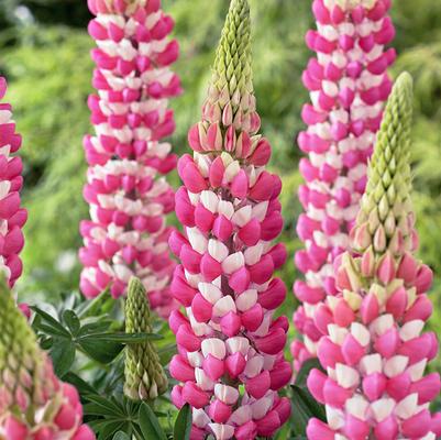 Lupinus polyphyllus Westcountry&trade; Rachel de Thame