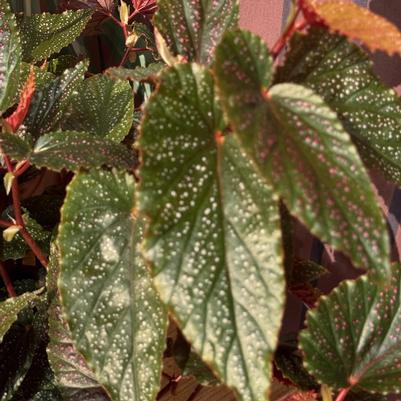 Begonia maculata Pink Spot