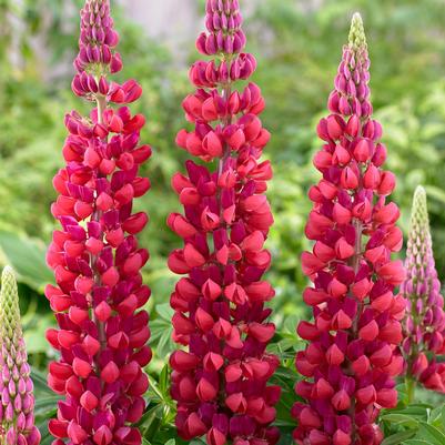 Lupinus polyphyllus Westcountry&trade; Red Rum