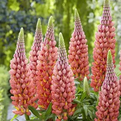 Lupinus polyphyllus Westcountry&trade; Towering Inferno