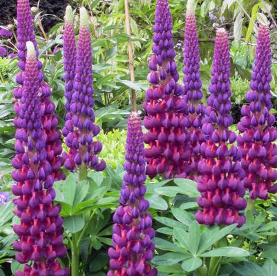 Lupinus polyphyllus Westcountry&trade; Masterpiece
