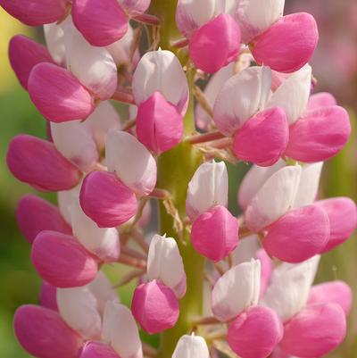 Lupine polyphyllus Staircase&trade; Rose & White