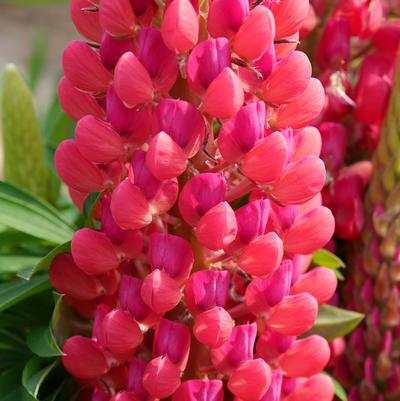 Lupine polyphyllus Staircase&trade; Red