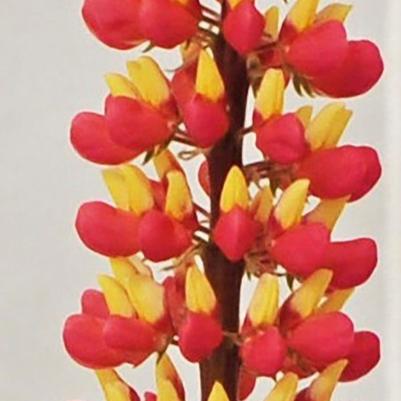 Lupine Staircase Pink Grapefruit