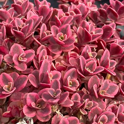 Sedum Sunsparklers Neon Nova