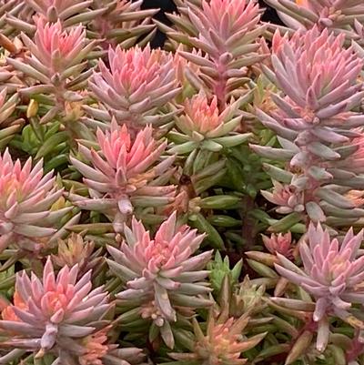 Sedum Tight And Tidy Pink Angelina