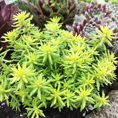 Sedum Tight And Tidy Yellow Angelina