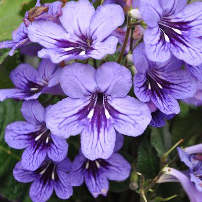 Streptocarpus Ladyslippers Blueberry