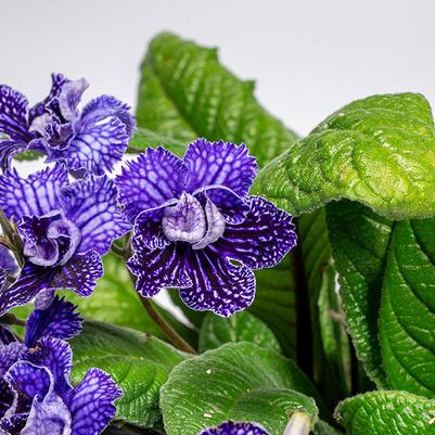 Streptocarpus Ladyslippers Double Deep Blue Vein