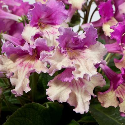 Streptocarpus Ladyslippers Yellow Pink Cap
