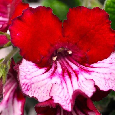 Streptocarpus Ladyslippers Red Bicolor