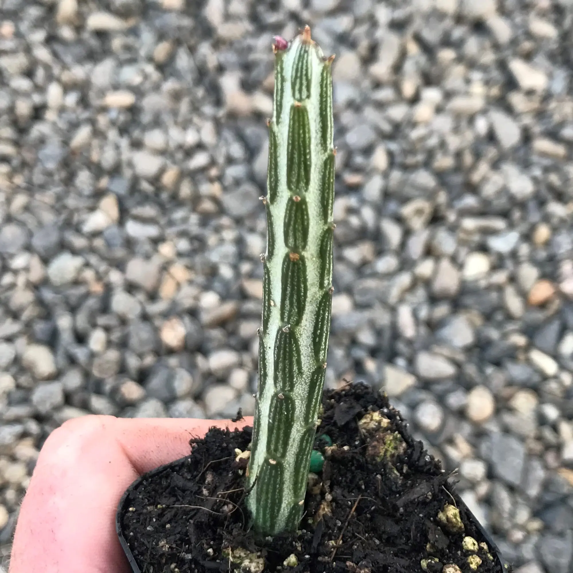 Senecio stapeliiformis 