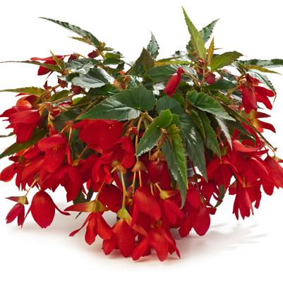 Begonia boliviensis Waterfalls&reg; Encanto Red