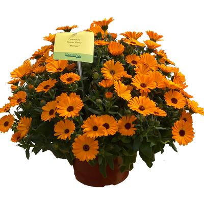 Calendula Power Daisy Mango