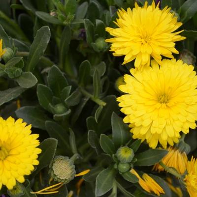 Calendula Power Daisy Sunny